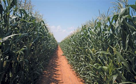 How Free State maize farmer survived the drought