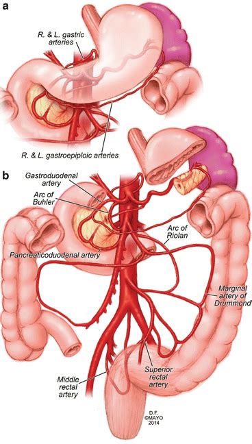 Normal and Variant Mesenteric Anatomy | Thoracic Key