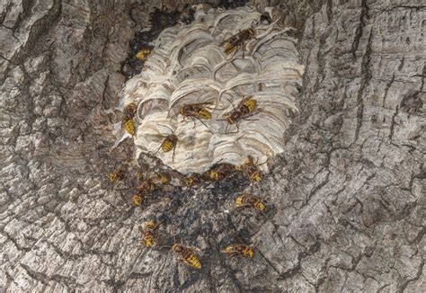 European hornet nest - Stock Image - C057/4716 - Science Photo Library