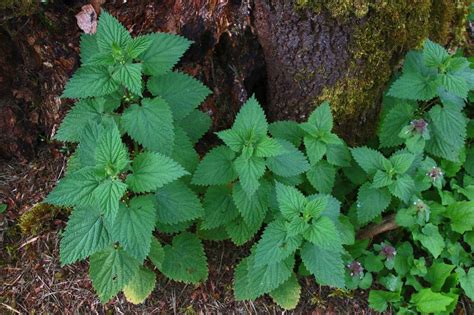 Wild Foraging: How To Identify, Harvest, Store and Use Stinging Nettle - The Daring Gourmet