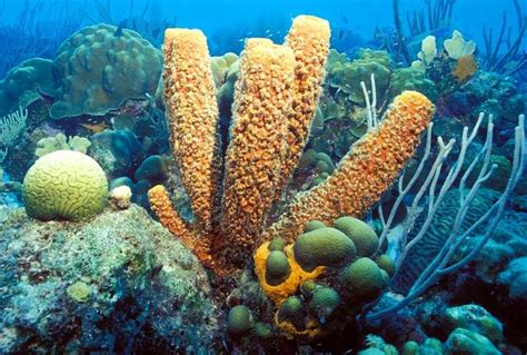 Phylum Porifera refers to sponge, Porifera refers to the pores on the sponge that they use to ...