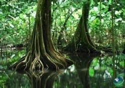 Corcovado National Park - The National Park of the Osa Peninsula