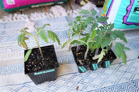 When to Transplant Tomato Seedlings - Easy Step by Step Guide