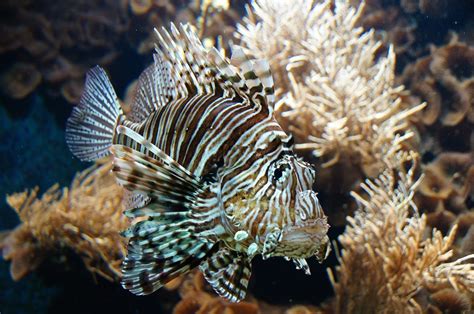 Free Images : underwater, fauna, lionfish, coral reef, close up ...