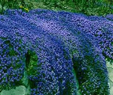 120 AUBRIETA CASCADE BLUE Rock Cress / Perennial / Fragrant - Etsy ...