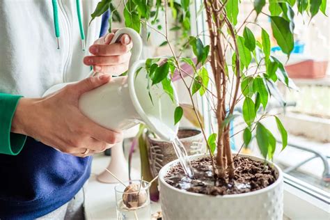 Are You Overwatering Your Plants? And How to Fix Them