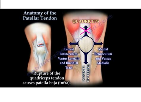 Anatomy of the Patellar Tendon — OrthopaedicPrinciples.com