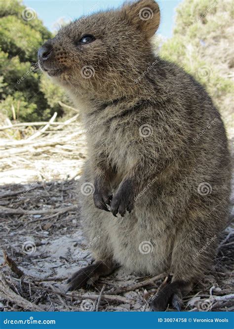 Quokka Royalty Free Stock Photos - Image: 30074758