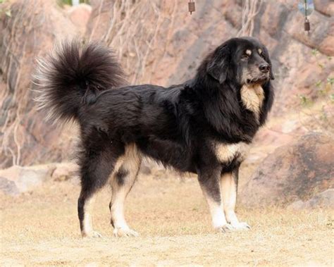 Himalayan Sheepdog Dog Breed Information, Images, Characteristics, Health