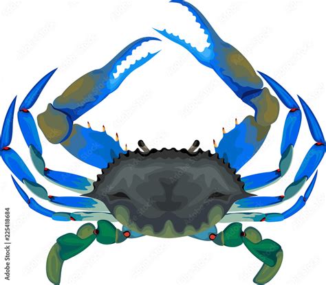 blue crab - vector illustration Stock Vector | Adobe Stock