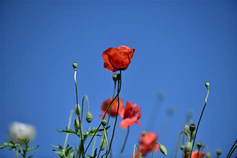 Poppy Flower Papaver Blue Sky - Free photo on Pixabay - Pixabay