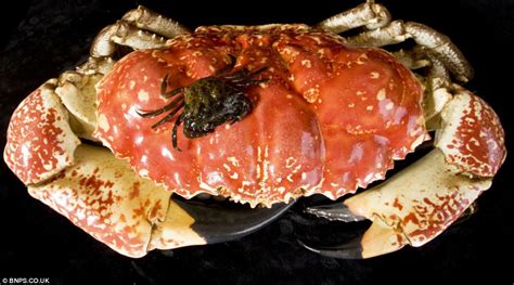 Meet Claude, a 15-pound monster Tasmanian king crab (5 pics) | Amazing Creatures