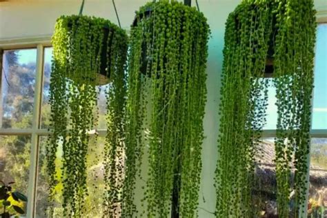 10 Most Popular Hanging Succulents - Kavland