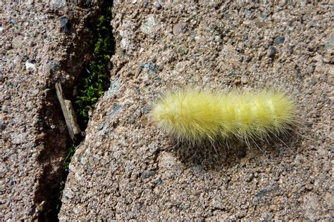 Gardener's Roost: Yellow Fuzzy