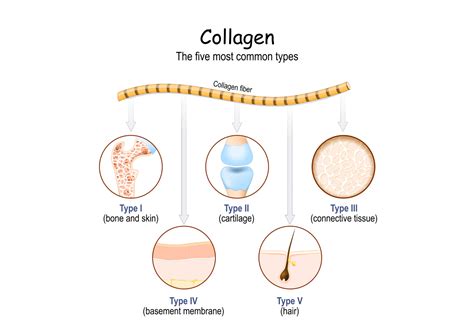 Collagen Structure