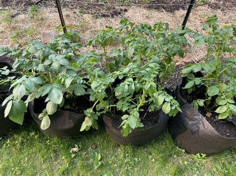 How to Grow Potatoes in Containers - Home Grown | Hand Gathered