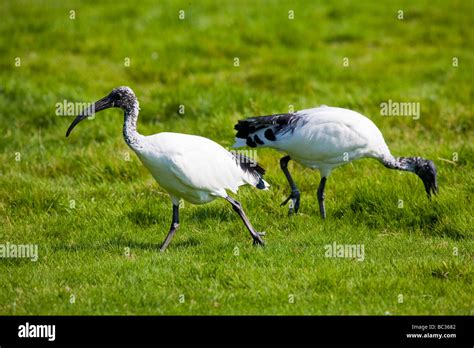 Egyptian Sacred Ibis Stock Photo - Alamy