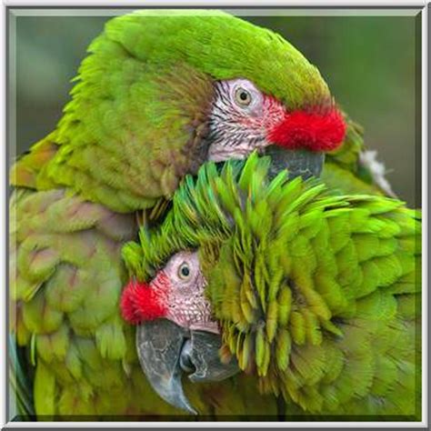 Photo 1134-25: Pair of Cuban Amazon parrots in Rainforest Pyramid of Moody Gardens. Galveston, Texas