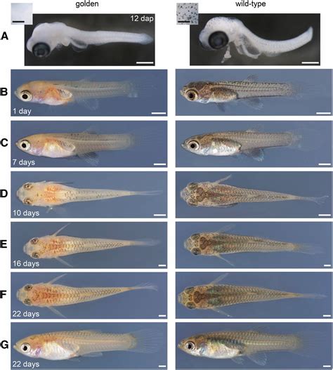 7 Guppy Fry Growth Stages with Chart - Guppy Fish Care