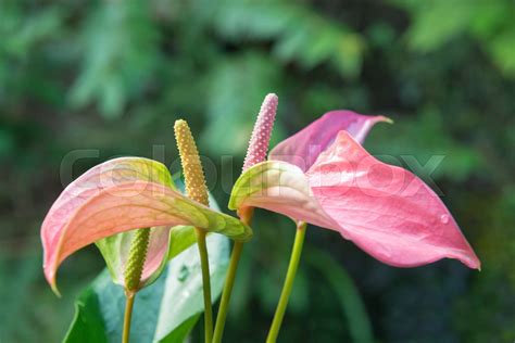 Spadix flower | Stock image | Colourbox