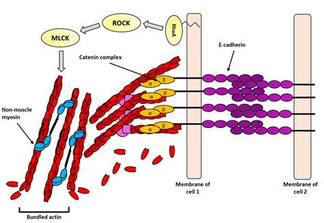 Biology | Free Full-Text | Dynamics of the Actin Cytoskeleton at ...