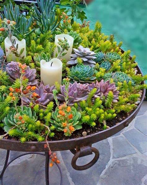 50 Best Succulent Garden Ideas for 2022