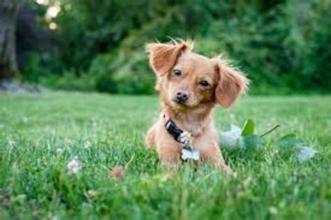 Chiweenie Dog Breed Information, Images, Characteristics, Health