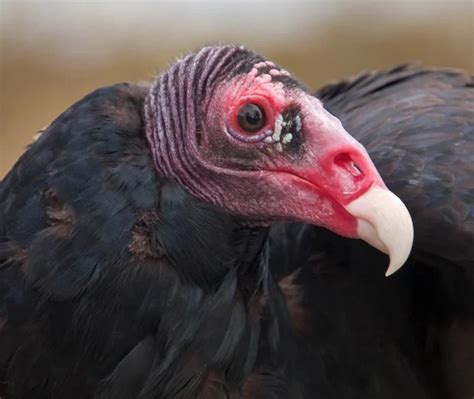 What Are The 3 Types of Vultures Found In The United States? (2022) - Bird Watching HQ