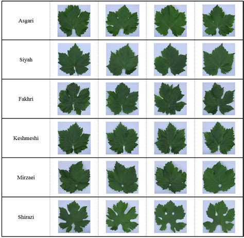 Representative true-to-type leaf images of the six grapevine cultivars... | Download Scientific ...