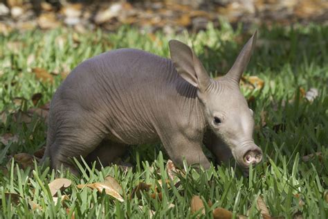 Aardvark Picture, African Aardvark, 4137x2758, #8934