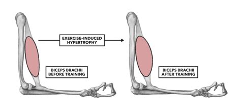 CrossFit | Muscle Basics, Part 3: Hypertrophy