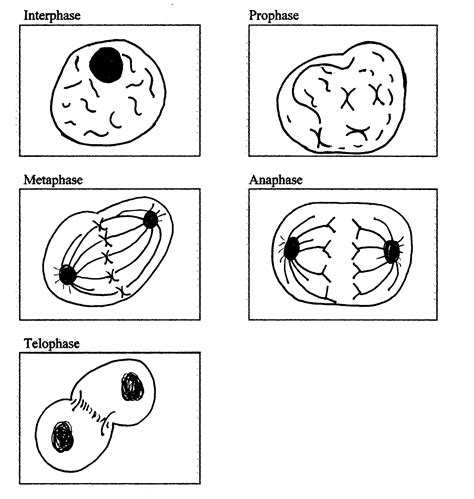 Mitosis Stages Diagram Black And White