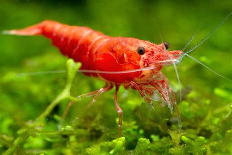 Hives shrimp: Shellfish allergy – Symptoms and causes