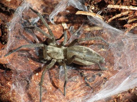 Habitat of Common House Spiders