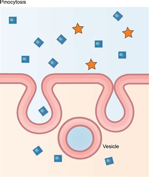 Biology 2e, The Cell, Structure and Function of Plasma Membranes, Bulk Transport | OpenEd CUNY