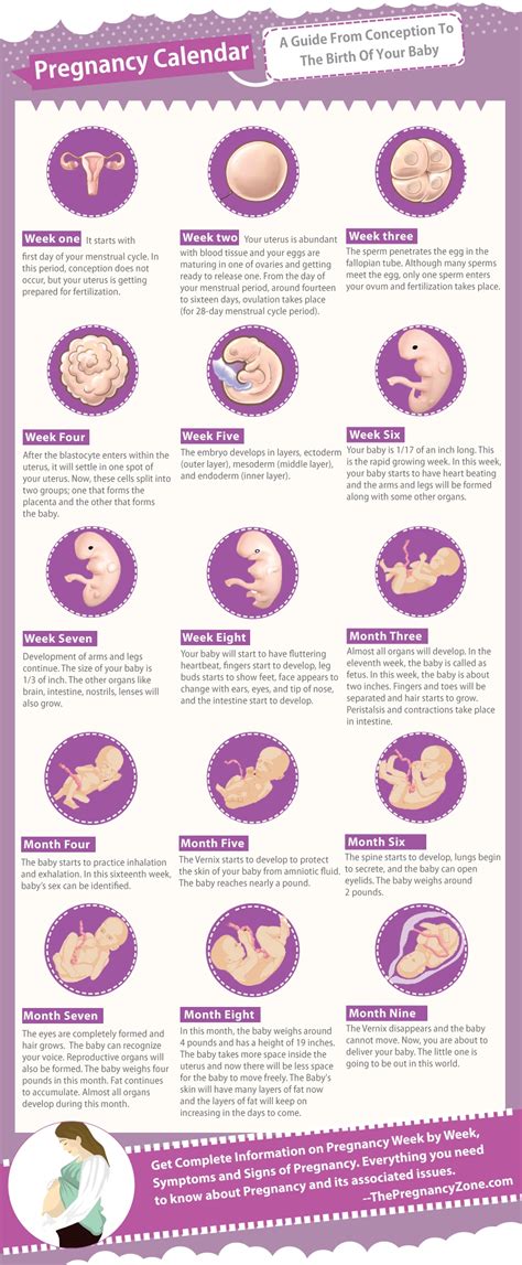 Pregnancy Calendar How Many Weeks - Becca Charmane