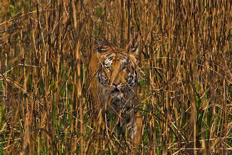 Large carnivores have lost more than 90 per cent of their range | New ...