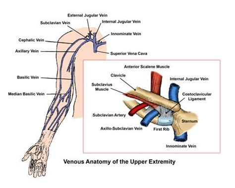 Veins | Center for Thoracic Outlet Syndrome | Washington University in St. Louis