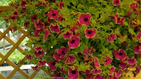 Petunia ogrodowa Limelight Petunia hybrida Wallpaper 4K 38… | Flickr