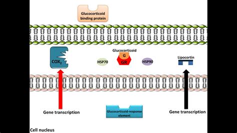 Glucocorticoids - Anti-Inflammation, Mechanism of Action - YouTube