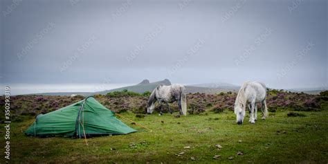 Dartmoor ponies grazing by a wild camping tent in Dartmoor National Park, Devon, UK. Stock Photo ...