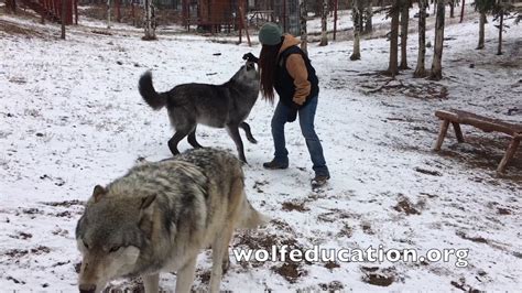 Wolves In Snow - In this winter, during a snowstorm, two wolves appeared in my viewfinder,all is ...