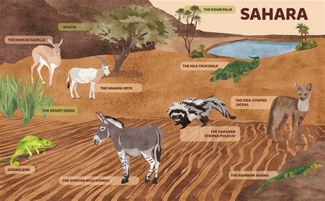 Animals – Sahara Desert on Behance | Desert animals, Sahara desert, Animal facts for kids