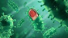 Rabies virus - Wikipedia