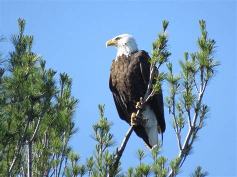 Wildlife and Birdwatching Voyageurs National Park | Rainy Lake Houseboats