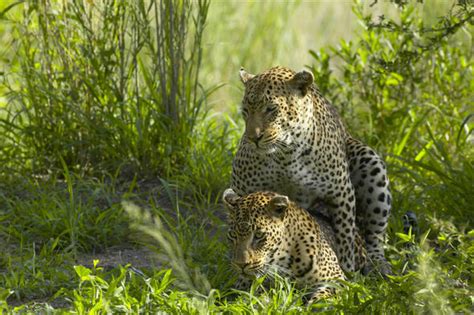 Leopard Mating and Cub Rearing