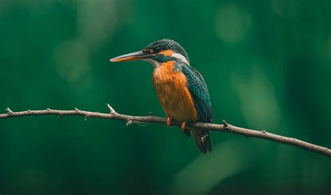 Birds in Bwindi Impenetrable National Park, Birds of Bwindi Forest