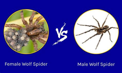 Female Wolf Spider vs Male Wolf Spider: What Are Their Differences ...