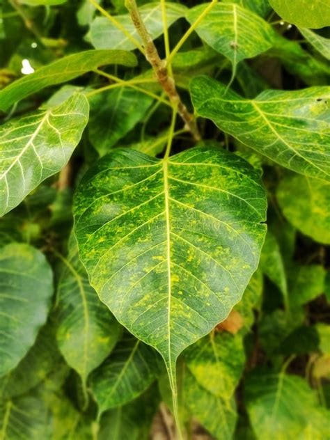 Green leaves peepal tree stock photo. Image of green - 183357036