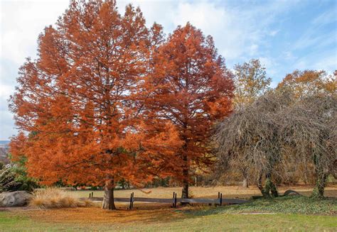 Bald Cypress: Care and Growing Guide